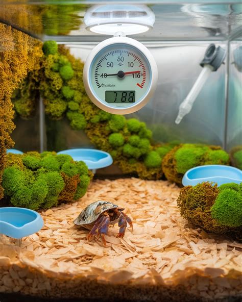 how to keep humidity in hermit crab tank